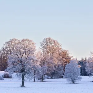 Birch (Betula), birch family (Betulaceae)