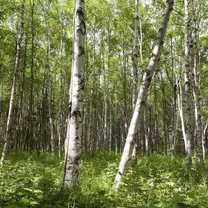 Birch forest, Alaska, United States, North America