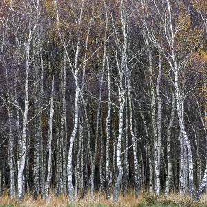 Birch forest, autumn coloured birch trees (Betula)