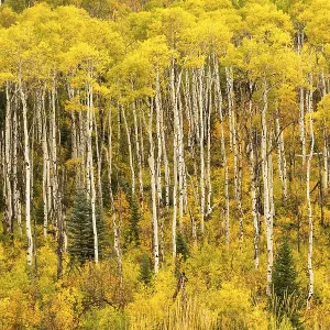 Rocky Mountains Birch Forest Print, Colorado, USA