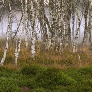 Birch forest and fog at daybreak in the Molberger Dose Birch forest and fog at daybreak in the Molberger Dose