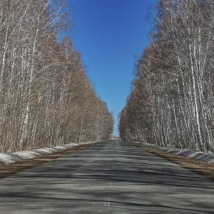 Birch forest, Imantau, Kokshetau National Park
