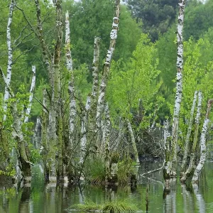 Birch forest in the moor, Molberger Dose
