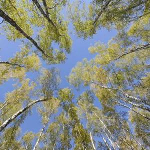 Birch Forest Panorama Print Birch Forest Panorama Print