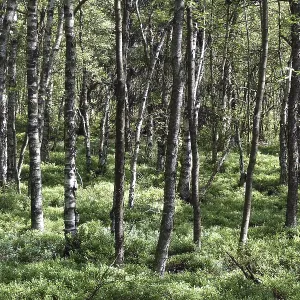Birch forest on the Red Moor in the Rhon<br> Birch forest on the Red Moor in the Rhn
