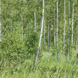 Birch forest, Soderasen