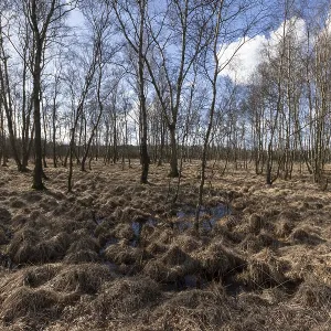Birch forest and wet meadows in the Professormoor in the Duvenstedter Brook nature reserve