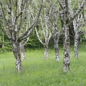 Birch grove (Betula pendula), Ihringen