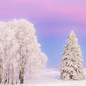 Birch grove with hoarfrost and a snowy spruce tree a cold winter in twilight light Birch grove with hoarfrost and a snowy spruce tree a cold winter in twilight light