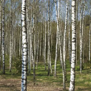 Birch grove in spring Birch grove in spring