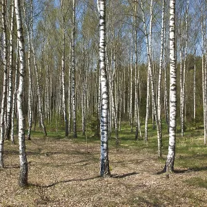 Birch grove in spring Birch grove in spring