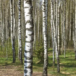 Birch grove in spring Birch grove in spring