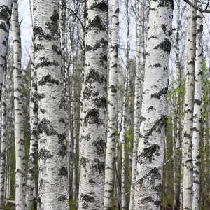 Birch grove on a spring day, the leaves begin to bloom Birch grove on a spring day, the leaves begin to bloom