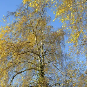 Birch tree in autumn colour Birch tree in autumn colour