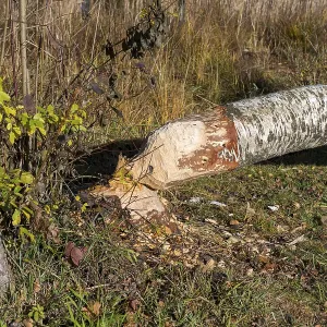 A birch tree felled by a beaver lies in an autumn forest A birch tree felled by a beaver lies in an autumn forest
