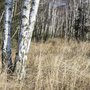 Birch tree forest in burgenland Austria