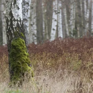 A birch tree has moss on the lower trunk