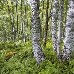 Innerdalen Birch Trees Print
