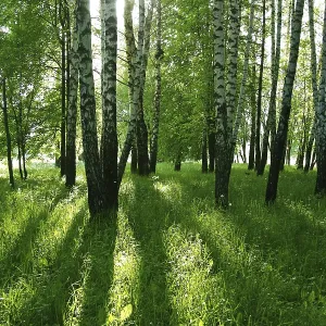 Birch trees with long shadows in summer forest Birch trees with long shadows in summer forest