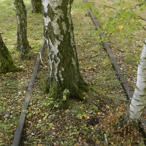 Birch trees, track road, Schoeneberger Suedgelaende nature Park Birch trees, track road, Schoeneberger Suedgelaende nature Park