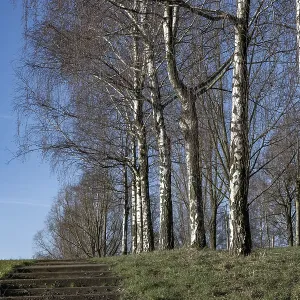 Birch trees in winter in sunlight with meadow Birch trees in winter in sunlight with meadow