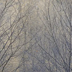 Birches (Betula), ice crystals shine in rainbow colours on branches and twigs Birches (Betula), ice crystals shine in rainbow colours on branches and twigs