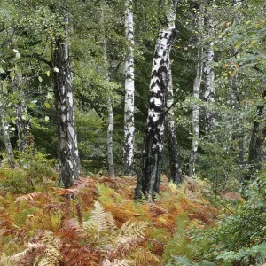 Birches and Bracken, Betula spec (Pteridium aquilinum) Birches and Bracken, Betula spec (Pteridium aquilinum)
