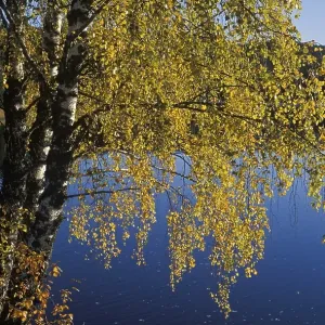 Birches at lake in Norway Birches at lake in Norway