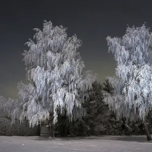 Birches in the Moonlight Print (Betula pendula) Birches in the Moonlight Print (Betula pendula)