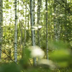 Birches in the Scandinavian Birch Forest