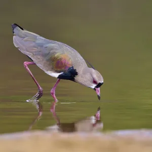 Bird bends down to drink, its reflection appears in the water