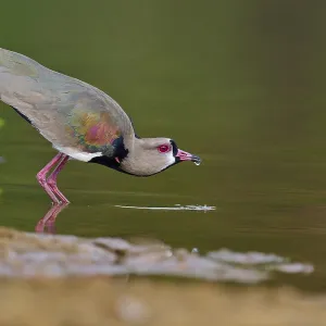 Bird bends down to drink at the water's edge