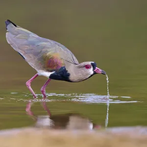 Bird bends over and lets water drip