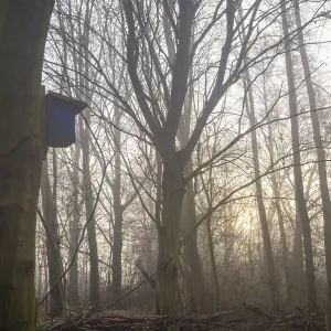 Bird box attached to a tree trunk in a misty forest with sun rays