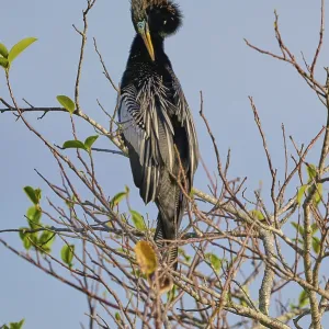 Bird with conspicuous feathered head sitting on a bare branch