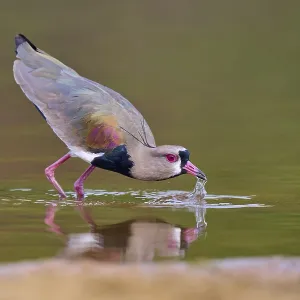 Bird dipping its beak into the water