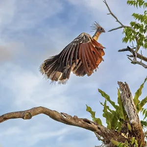 A bird with a feathered cap flies off a branch against a blue sky