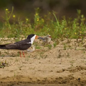 Bird feeding chicks on sandy soil with plants and natural background Bird feeding chicks on sandy soil with plants and natural background