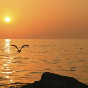 Bird Flies Above Sunset Sea Print Bird Flies Above Sunset Sea Print
