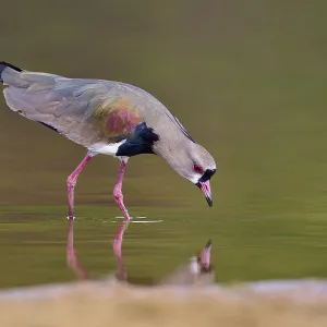 Bird leaning forward over the river for a drink of water