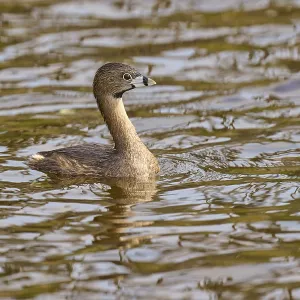 A bird in the middle of the water