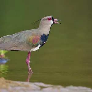 Bird with open beak on the bank of a river