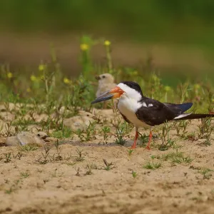 Bird with orange beak on sandy ground Bird with orange beak on sandy ground