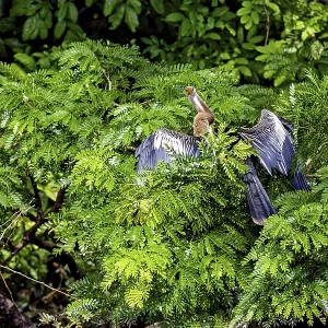 A bird with outstretched wings sits in the lush greenery of a tree