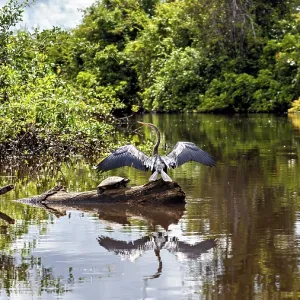 A bird with outstretched wings in the water