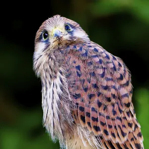 Young Common Kestrel Print, Amberg, Germany Young Common Kestrel Print, Amberg, Germany