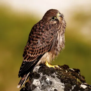 Young Common Kestrel Print, Amberg Germany Young Common Kestrel Print, Amberg Germany