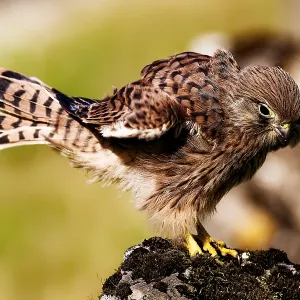 Young Common Kestrel on a Windy Rock Print Young Common Kestrel on a Windy Rock Print