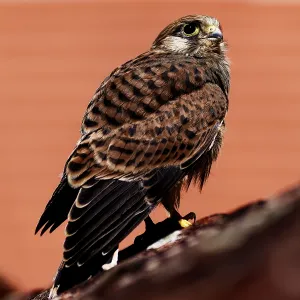 Young Common Kestrel Print - Amberg, Germany Young Common Kestrel Print - Amberg, Germany