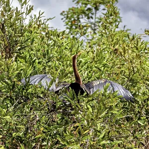 A bird sits with outstretched wings high in dense bushes under a cloudy sky